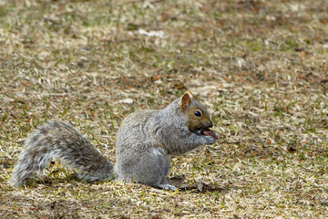 Ground Squirrel