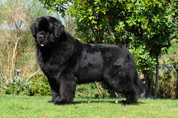 Purebred newfoundland dog