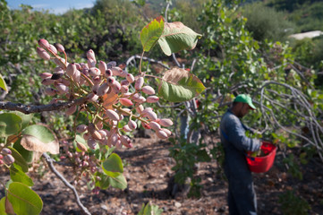 Harvest season: closeup view of a pistachio bunch on tree and pickers at work in the background, Bronte, Sicily