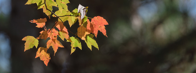 Close-up vibrant leaves changing color during fall season in Mesa, Arkansas, USA. Natural backlit...
