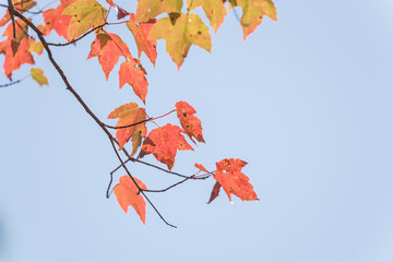 Close-up vibrant leaves changing color during fall season in Mesa, Arkansas, USA. Natural backlit...
