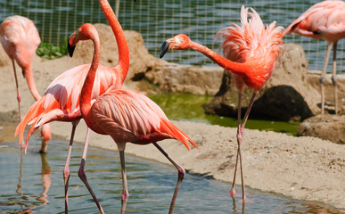 Pink flamingos at the zoo