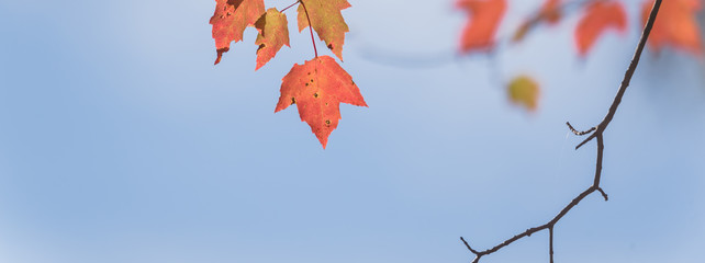 Close-up vibrant leaves changing color during fall season in Mesa, Arkansas, USA. Natural backlit...