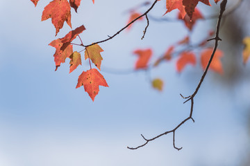 Close-up vibrant leaves changing color during fall season in Mesa, Arkansas, USA. Natural backlit...
