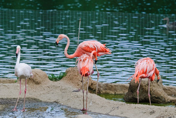 Pink flamingos at the zoo
