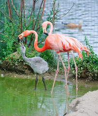 Pink flamingos at the zoo. The adult bird feeds her Chicks