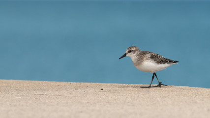 Sanderling on the Shore