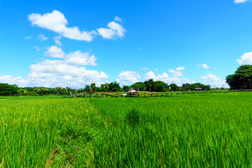 beautiful Rural bamboo bridge across the rice paddy fields with blue sky and fluffy cloud in sunny day at countryside. lampang, northern part of thailand. Bridge name "Sapan Boon Wat Pa That San Don"