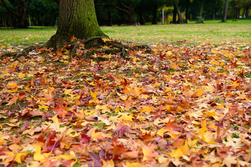 カラフル落ち葉