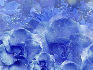 Floral  blue background from roses.  Flower composition. Flowers with water droplets on petals. Close-up.  Nature.