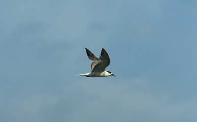 Obraz premium bird flying on the sky