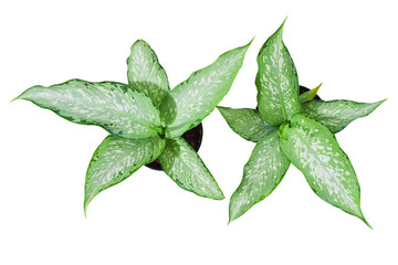 Top view of desk decoration plant in small pot isolated over white