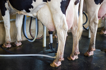 Cow milking facility, Milking cow with milking machine modern in the milking farm.