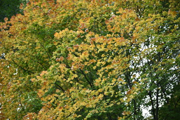 autumn