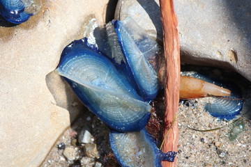 Obraz premium Ocean creatures on the shore of a beach in San Diego, CA