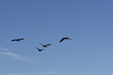 bird