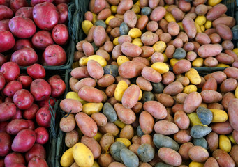 Fresh colorful potatoes in the supermarket for sale