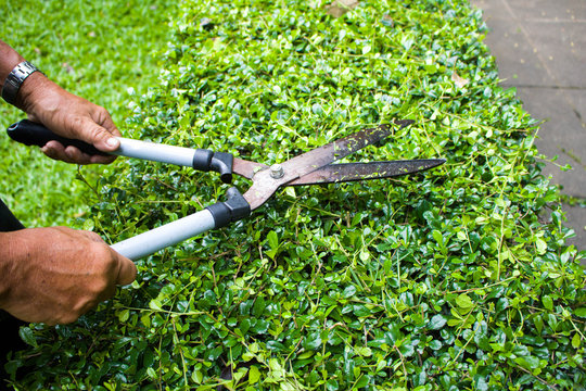 Hands holding scissors and cutting the grass in the garden in the holiday