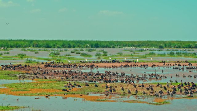 A cinematic camera shot of various migratory water birds the Lake Manyara National Park, Tanzania, Africa. Pelicans, storks, ducks, geese, teals, francolins, cormorants, herons, Egrets, Ibis, Kite,