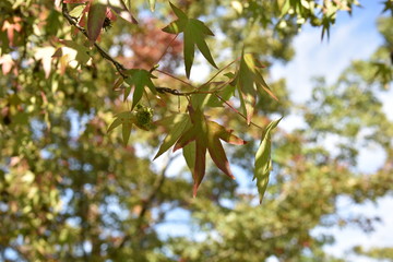 autumn
