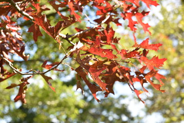 autumn