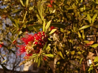 Flores y plantas en un día soleado a comienzos de primavera