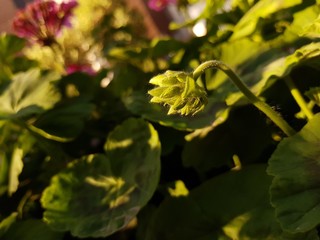 Flores y plantas en un día soleado a comienzos de primavera