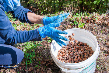 Hazelnut picker at work during manual harvest time