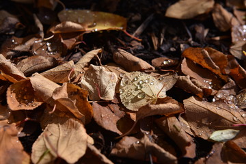 dew