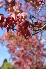 autumn