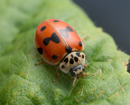 Macro photo of a ten-spotted ladybug, Adalia decempunctata on leaf