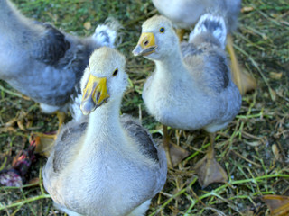 grey fluffy goslings