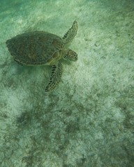 Sea turtle