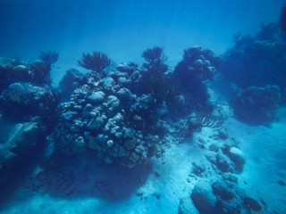 Naklejka na ściany i meble Blue coral reef