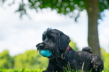 Black labradoodle sits on lawn with blue ball in mouth
