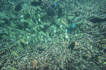 Fototapeta na wymiar Swarm of Convict Surgeonfish and many other fish eating