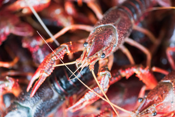 Bunch of living procambarus clarkii crayfishes close-up in a basket, China