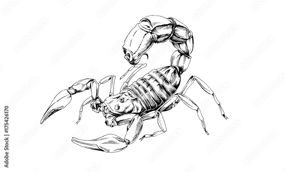 Wall mural scorpion is drawn with ink on white background tattoo