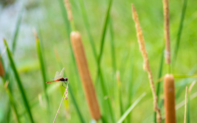 Dragonfly and papyrus