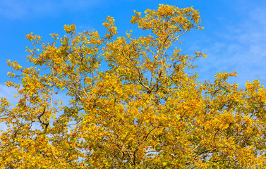 Upper part of a plane tree against blue sky in autumn, the picture was taken at the end of September in the city of Zurich, Switzerland