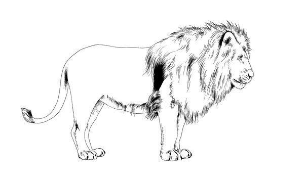 lion drawn in ink by hand on a white background