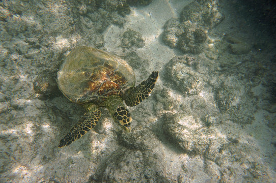 Hawksbill Turtle Coming Up From The Ground