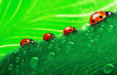 Mother ladybug with three kids