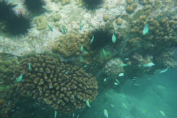 Naklejka na ściany i meble Reef life around Seychelles Granite Rocks
