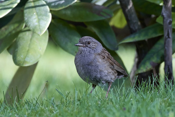 Obraz premium Dunnock (Prunella modularis)