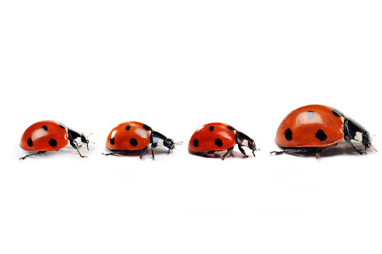 Mother ladybug with three kids
