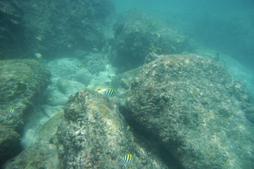 Indopacific seargent fish with granite rocks