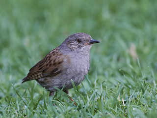 Obraz premium Dunnock (Prunella modularis)