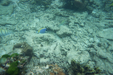 Fototapeta premium Powderblue surgeonfish with two convicted surgeonfish
