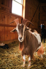 Fototapeta premium Goat midshot